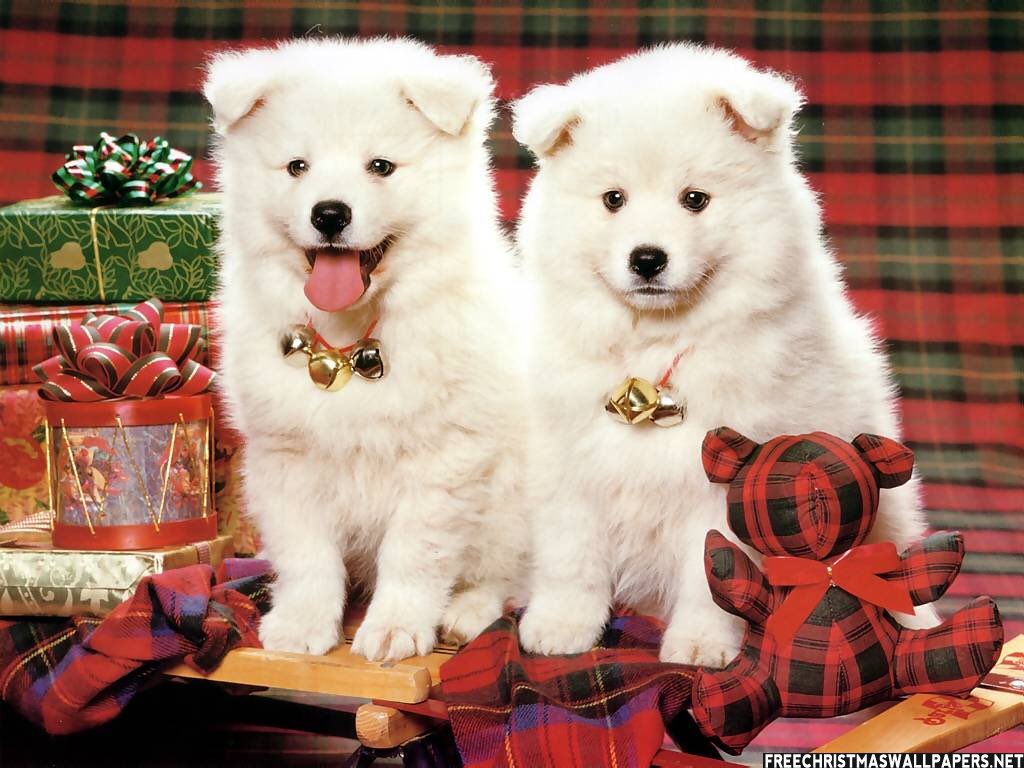 PosiFawn's tweet image. just in case today wasn't your day, here are some festive puppers: