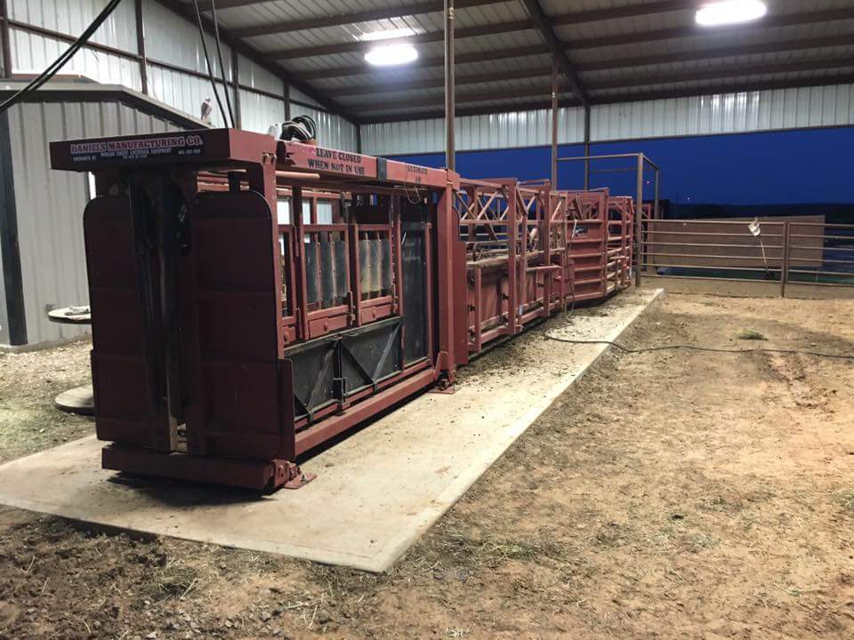 PinnaclecatteDC's tweet photo. Fall breeding season is in full swing. #heiferdevelopment #getafterit https://t.co/gj20eo1bIQ