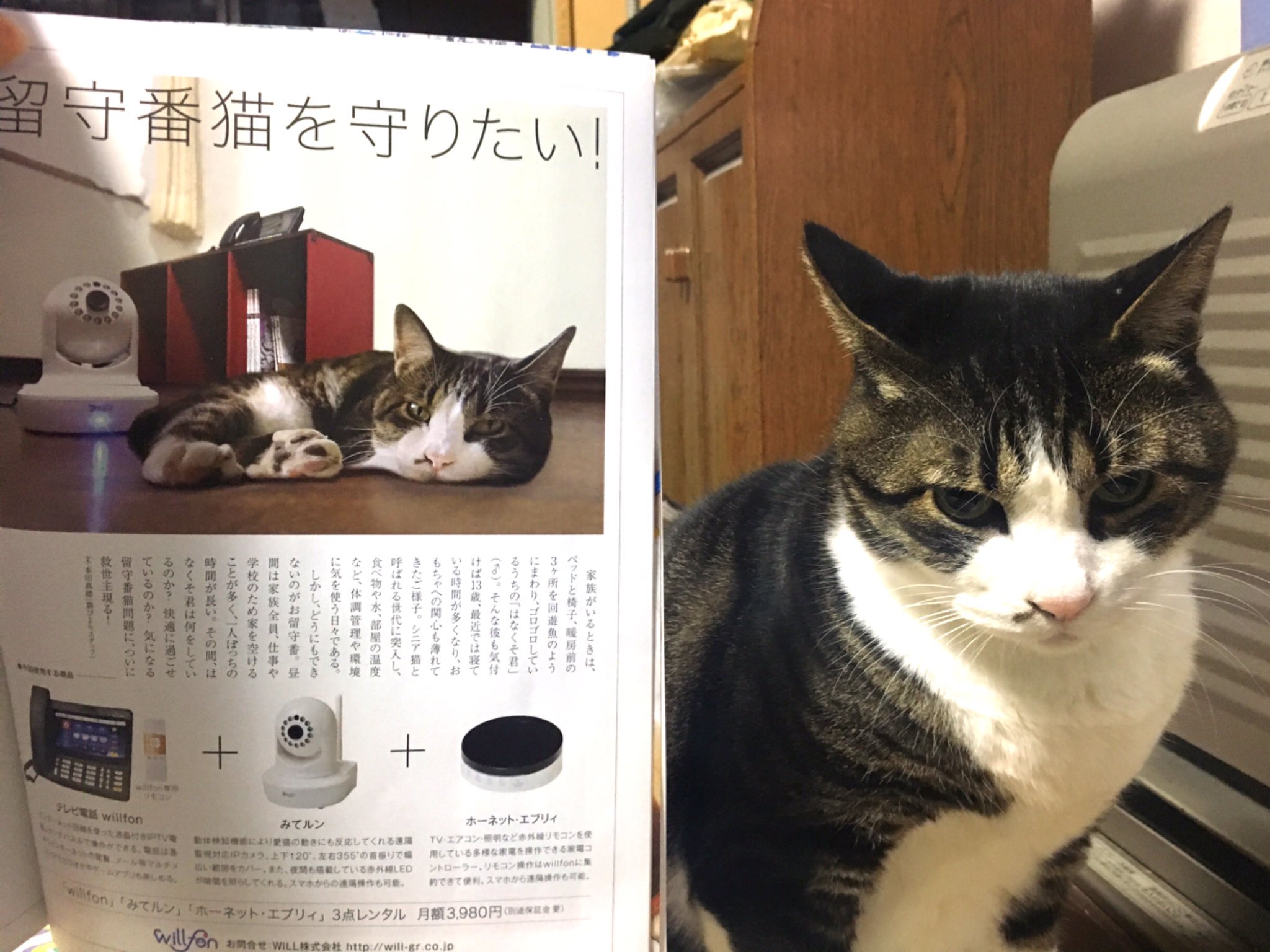 猫びより 好評発売中の猫びより1月号にて 編集スタッフの愛猫 はなくそ君 が留守番中の様子を見守れるカメラ みてルン の体験ルポに挑戦しました 一人ぼっちのはなくそ君は何をしているのか 猫びより ねこ Neko 猫 ネコ Cat Cats 睨む