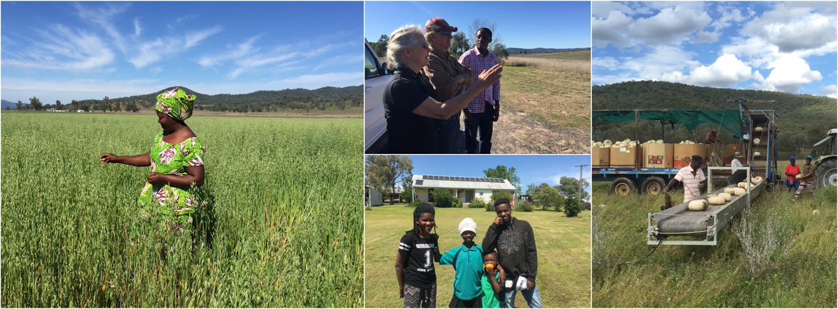 AustralianStory's tweet photo. A win-win situation in a tiny NSW township as a social experiment brings joy to refugees and locals #AustralianStoryFaves #Mingoola https://t.co/p5IBBFU6Hs