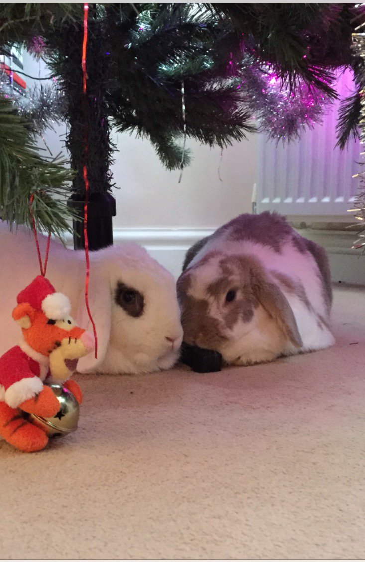 Lagolearn's tweet image. Day 13. Christmas is a great time for snuggling. Thanks J Guest for the cuteness! #adventcalendar #rabbit #lagolearn