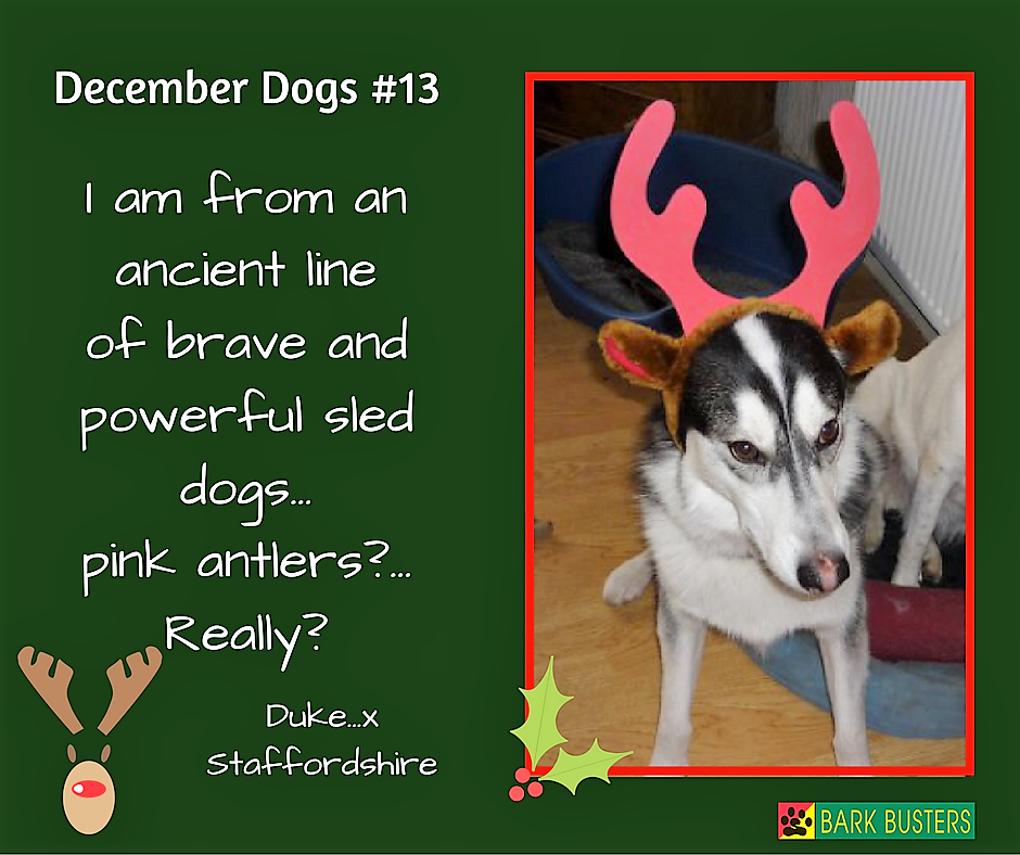 BarkBustersUK's tweet image. December Dog #13 is the handsome Duke!
#Dogs #DogTraining #DecemberDogs