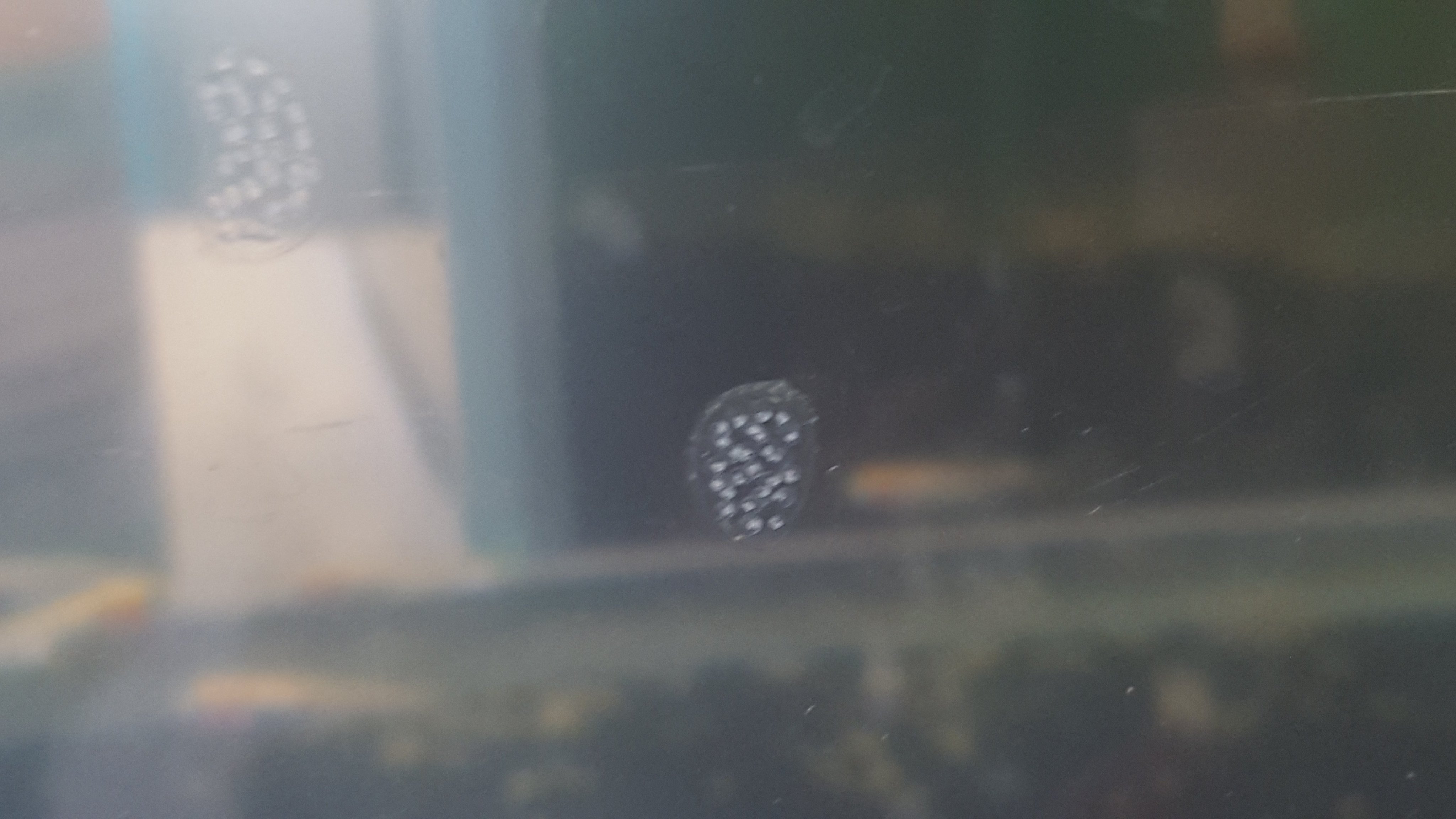 ぶなの木 教室のカワニナとメダカの水槽の中の 謎の物体 なんだろう たまごかな な わけないよね 冬だもん T Co 8boyuxn0nu Twitter