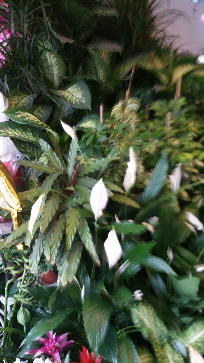 Ankara çiçek firması limon çiçekçilik