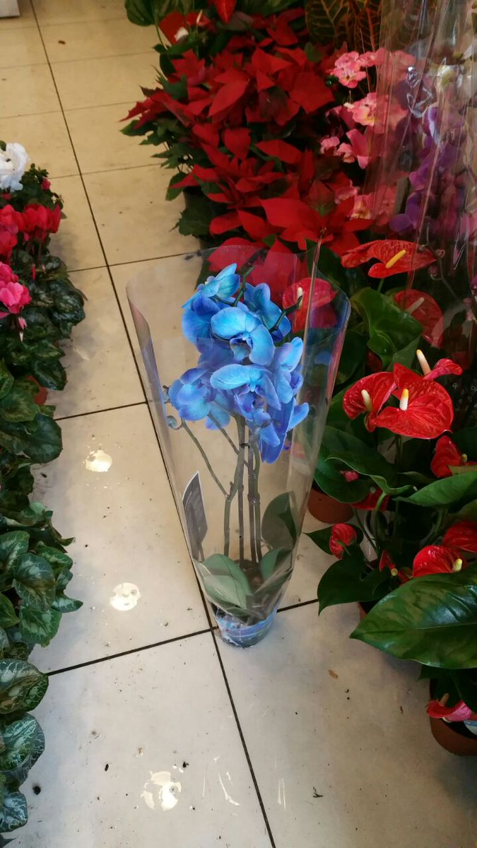 Ankara limon çiçekçilik işyeri