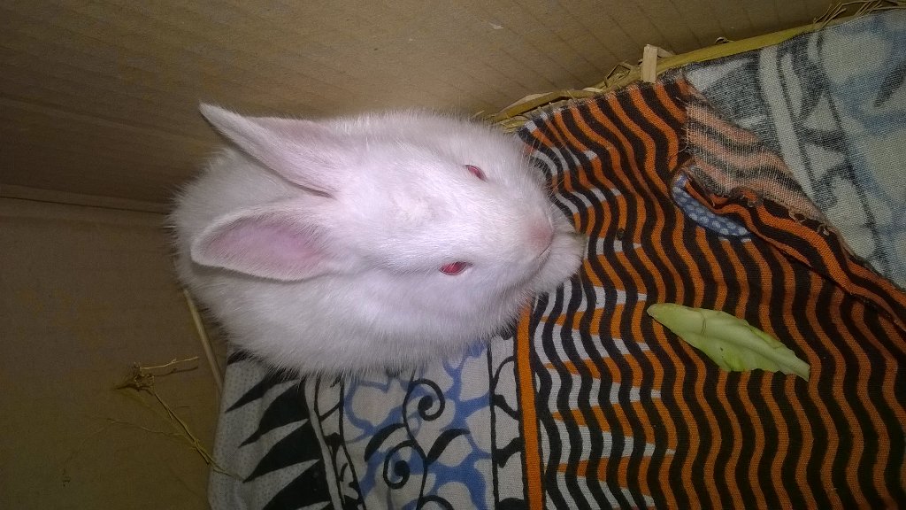 hafsaslam's tweet photo. Welcome Fluffy to the #AslamsFamily #Rabbit #SLRabbit #Whitey #MasterRabbit https://t.co/QU3RzHH5JH