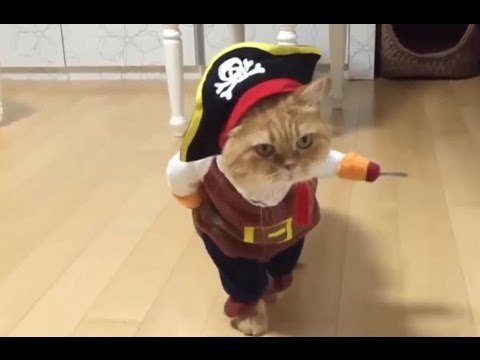 TheFunBuzz's tweet image. youtu.be/cS3l_5pLz5I ★Try Not To Laugh or Grin ★ Funny Animals Fails Vines Compilation 2016 (Part 3)