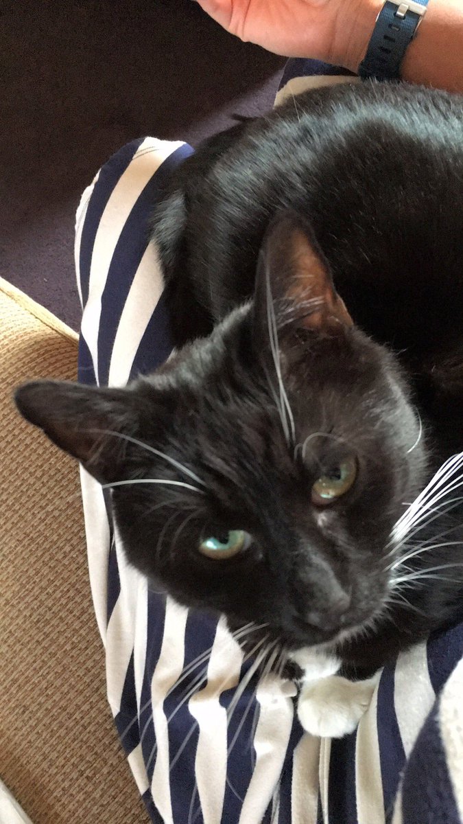 BritInWgtn's tweet photo. @Furwreckingball @TasmanVet cuddle bum is back ๐ฌ he's happy. Honest! #restinggrumpyface https://t.co/e2Y6LczBrv