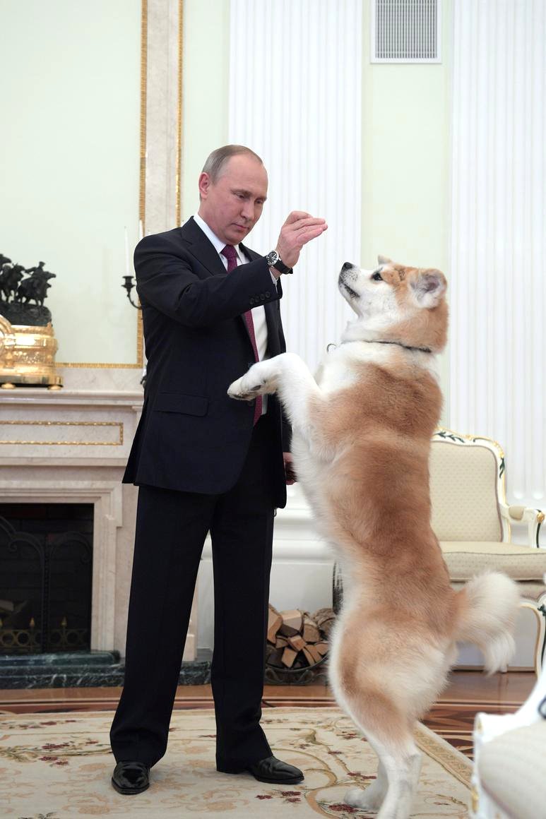 プーチン大統領が日本のインタビューに連れてきた飼い犬の ゆめ がモフモフかわいいと話題 むしろプーチン大統領が可愛い という人も Togetter プーチン大統領が日本のインタビューに連れてきた飼い犬の ゆめ がモフモフかわいいと話題 むしろプーチン大統領が可愛い という人も Togetter