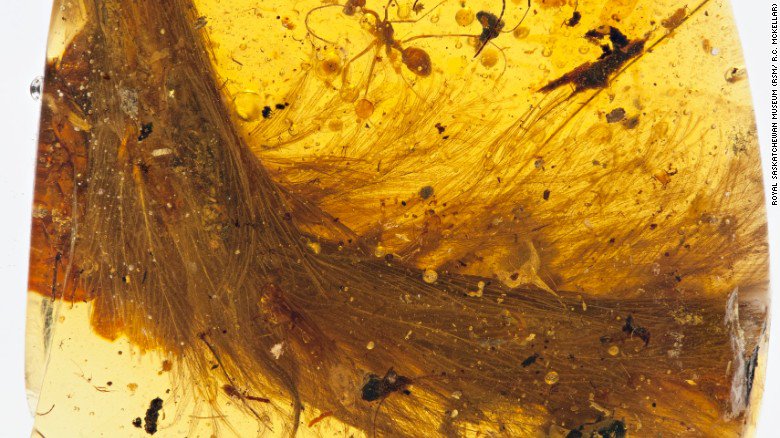 The tail of a 99-million-year-old dinosaur has been found entombed in amber and scientists are blown away cnn.it/2hBxXUD