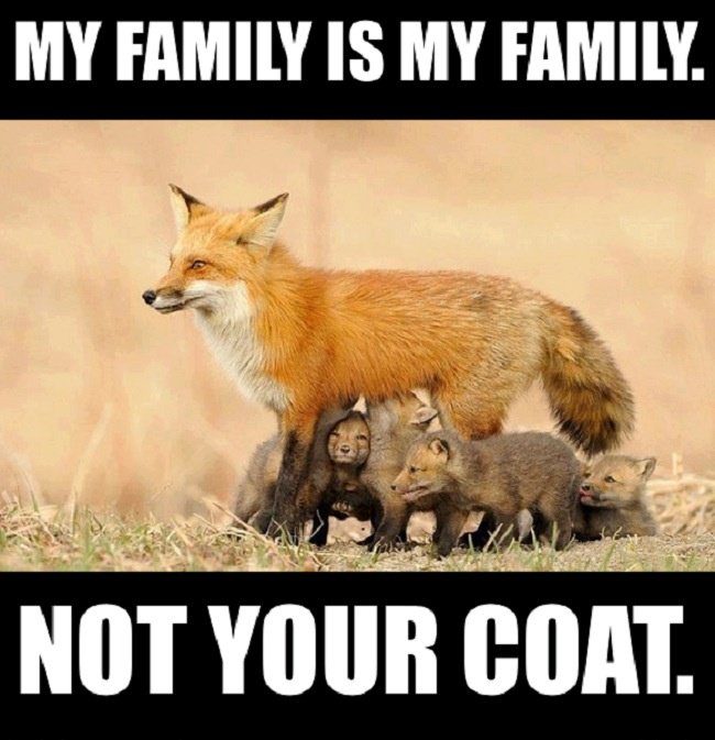 #BloodFashion has led to animal genocide.  Entire families are murdered for profit.
Go #CrueltyFree
#OpNo2Fur