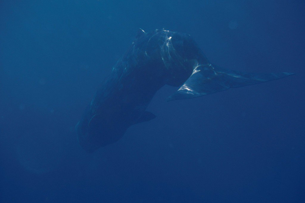 'Seatrekking' around the island of Tenerife with <a href="/eldoradoexp/">eldorado experience</a> bit.ly/2gHdH6v