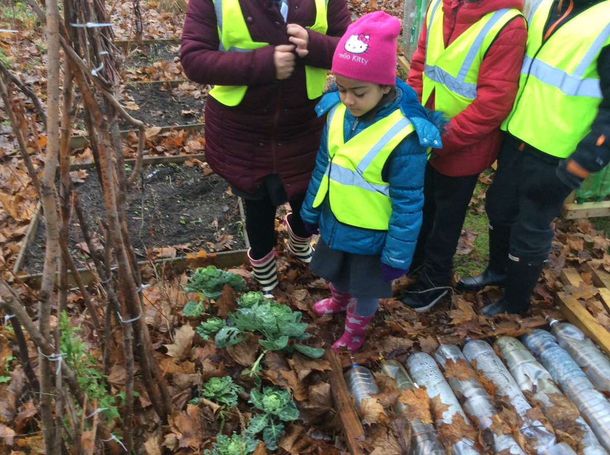 These are @SandfieldClose eco club's sprouts we wonder what <a href="/Rootsthorpefarm/">Roots Thorpe Farm</a> will look like?