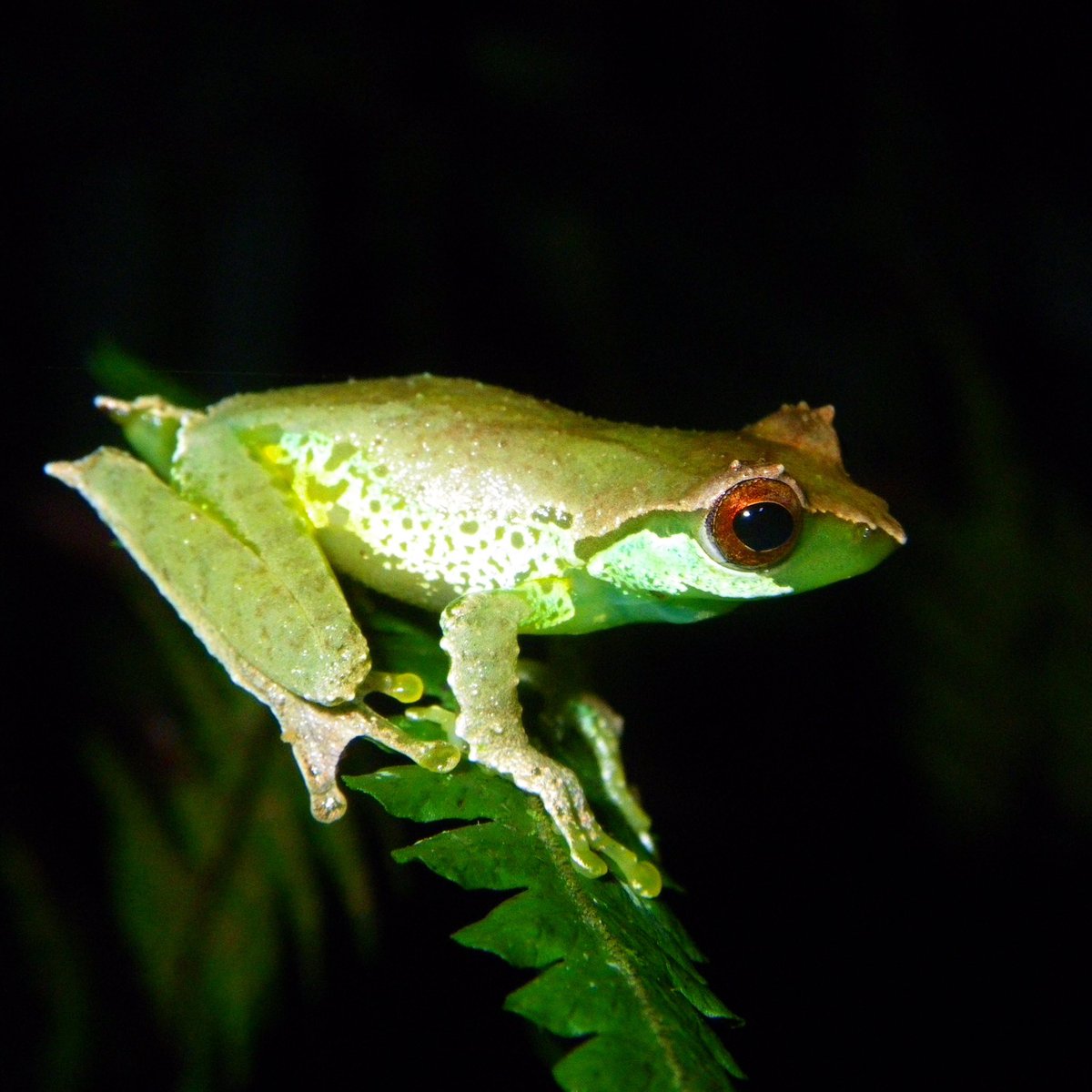 Quang's Tree Frog (Gracixalus quangi). This tiny #frog species has a  hyperextended vocal repertoire- \u0026 green blood!, image size:1200x1200