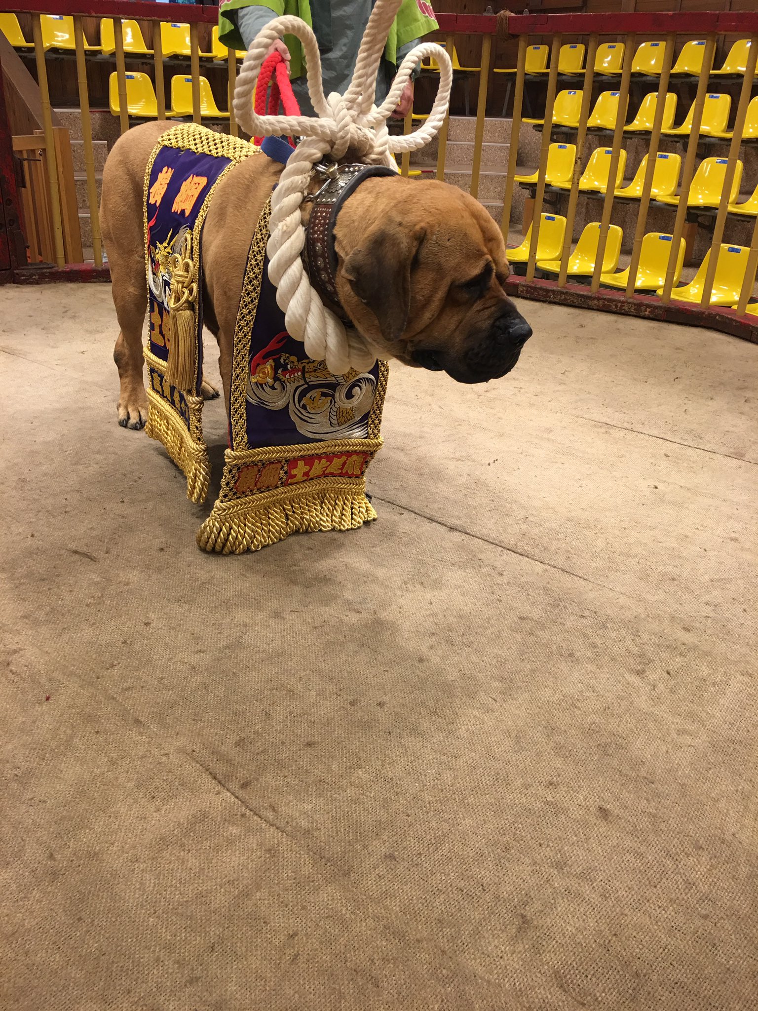 江本純子 とさいぬパークに行って 土佐犬の横綱に会ってきた 鬼龍院花子の生涯 のイメージでいったから 現代の土佐犬の横綱ちゃんの どんより具合に相当笑ってしまったけど くたびれてないか 登場から化粧回しつけて 写真タイムあって帰っていった