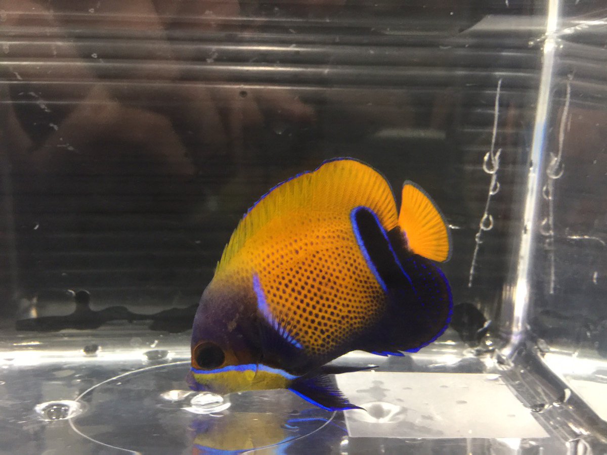 イナズマヤッコ