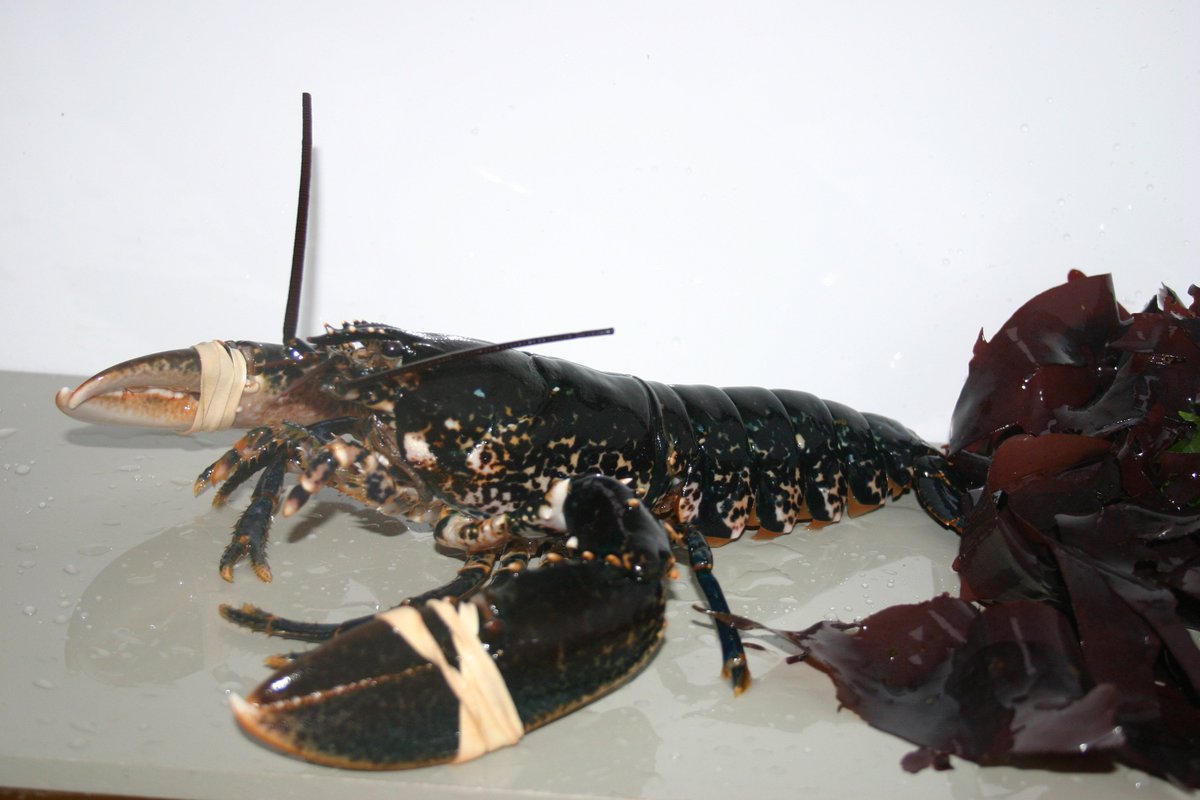 ToddFishLobster's tweet photo. Best Fishes 2 followers @dalysseafood @NigelsFish @FGWSC @bussell_alex @CreelScff @TaylorFoods @PremierFish @DukkahDelights @PhilRhodTaylor https://t.co/5dmJKAPvrl