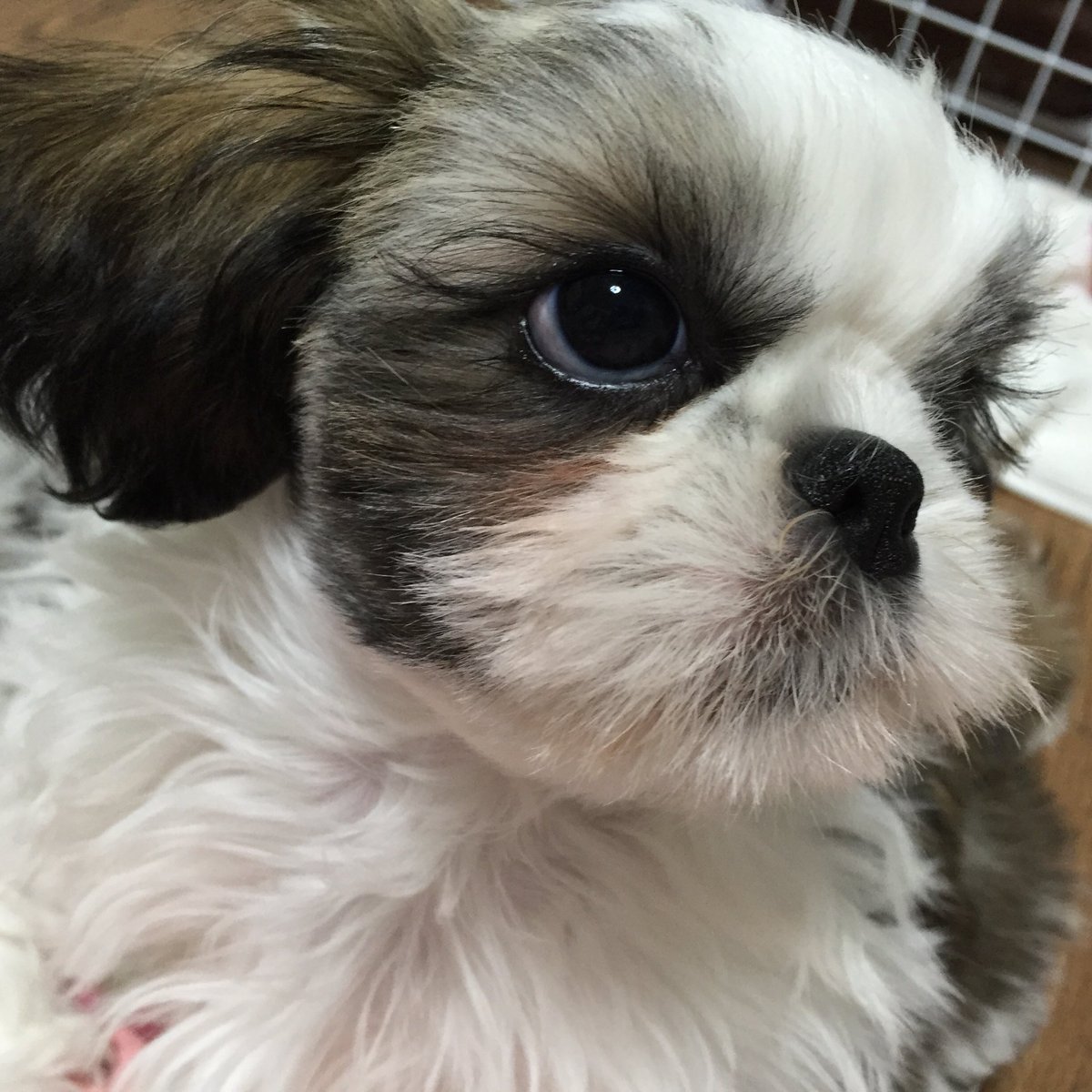 Azur 上目遣い プロです 犬 子犬 シーズー 上目遣い Azur 上目遣い プロです 犬 子犬 シーズー 上目遣い
