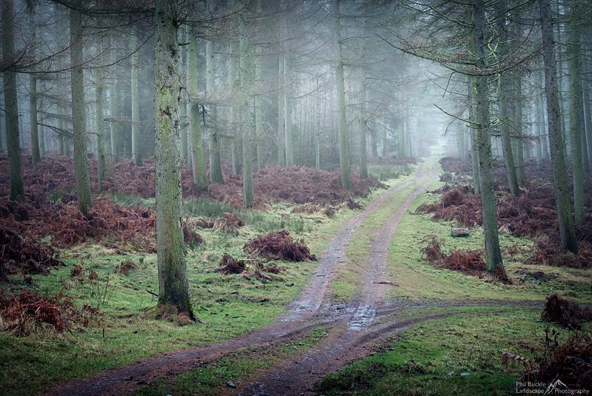 Murky morning for the woods #Cumbria #CumbriaIsOpen philbucklephotography.co.uk