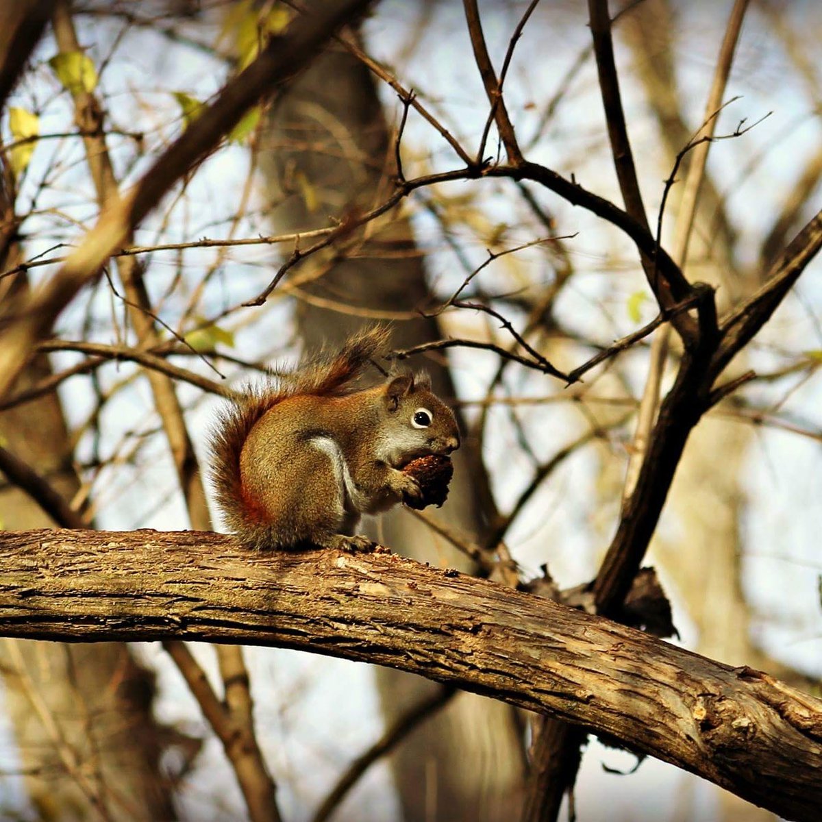 Some pics taken at #sidecut park in Maumee Ohio. #nature #amateurphotog