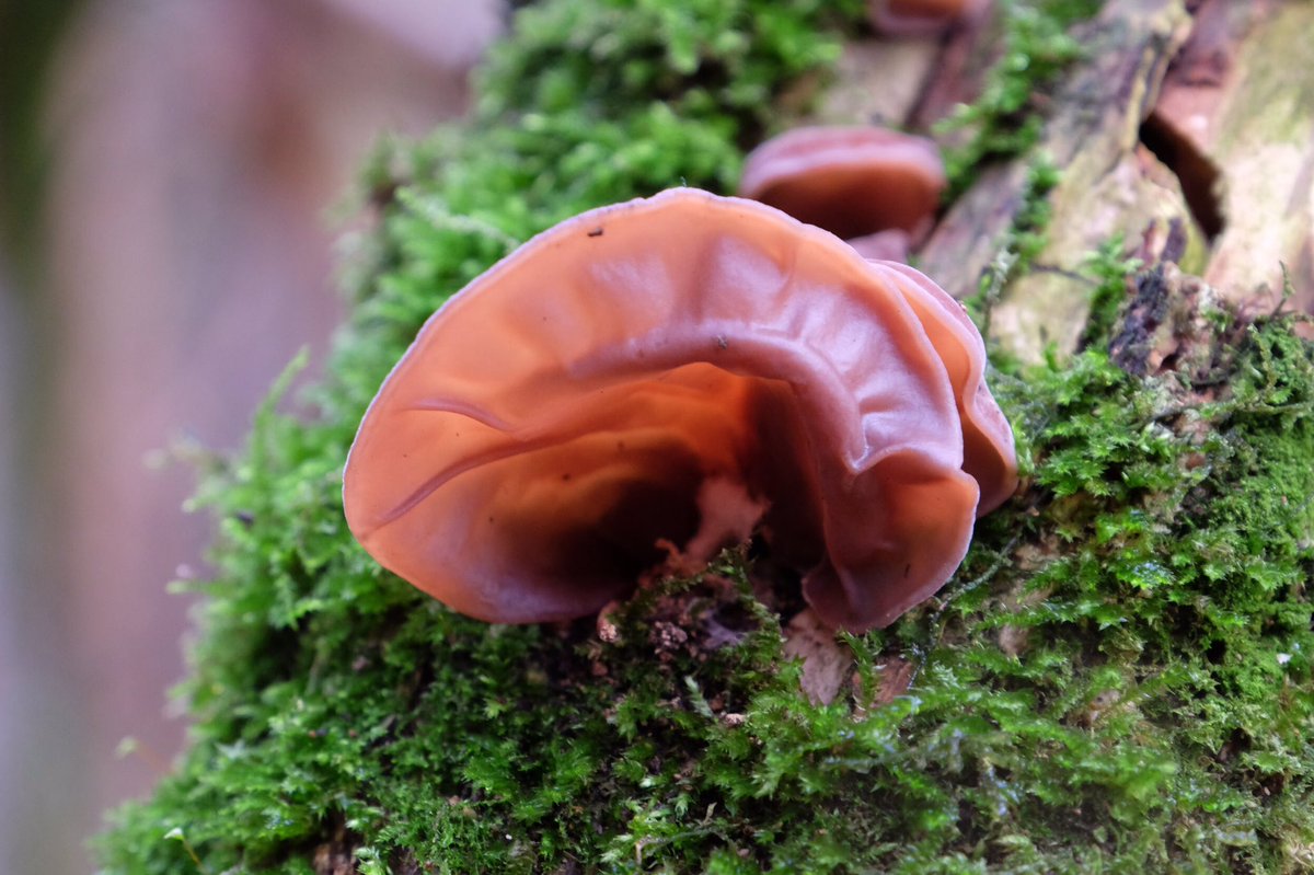 If a tree falls in the forest...
#Auriculariaauriculajudae #fungi