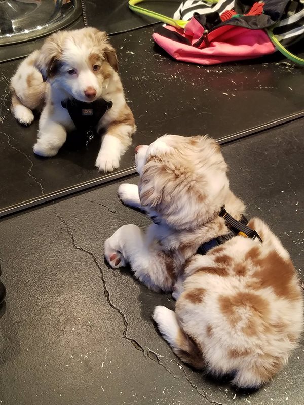 UNMStudentSays's tweet photo. Happy second day of finals. Here are some puppies to cheer you up https://t.co/6ul6nCQfnr