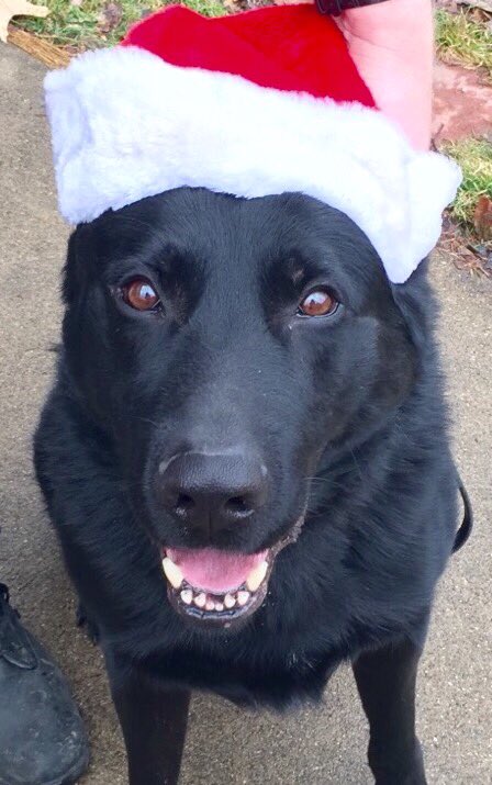 NorwoodPD's tweet image. NPD K9 Amor getting into the holiday spirit today😂 🚔🐺