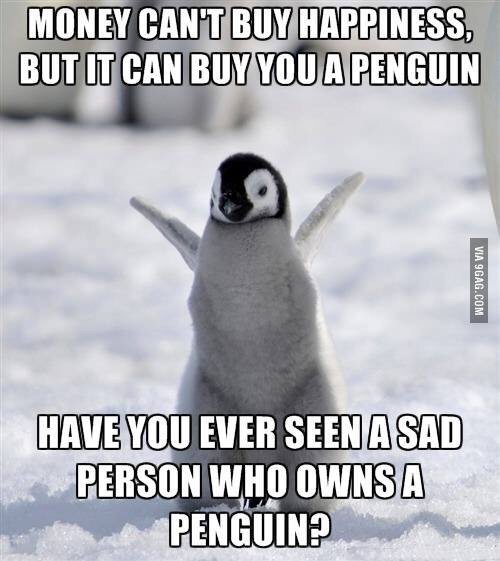 BarryDriverCJD's tweet photo. I really want a pet penguin. It could be the store mascot. https://t.co/N5WV2eDs1W