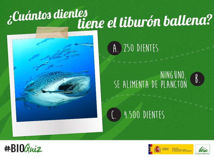 FBiodiversidad's tweet image. ¿Cuánto sabes sobre el pez más grande del mundo? #BioQuiz #Biodiversidad