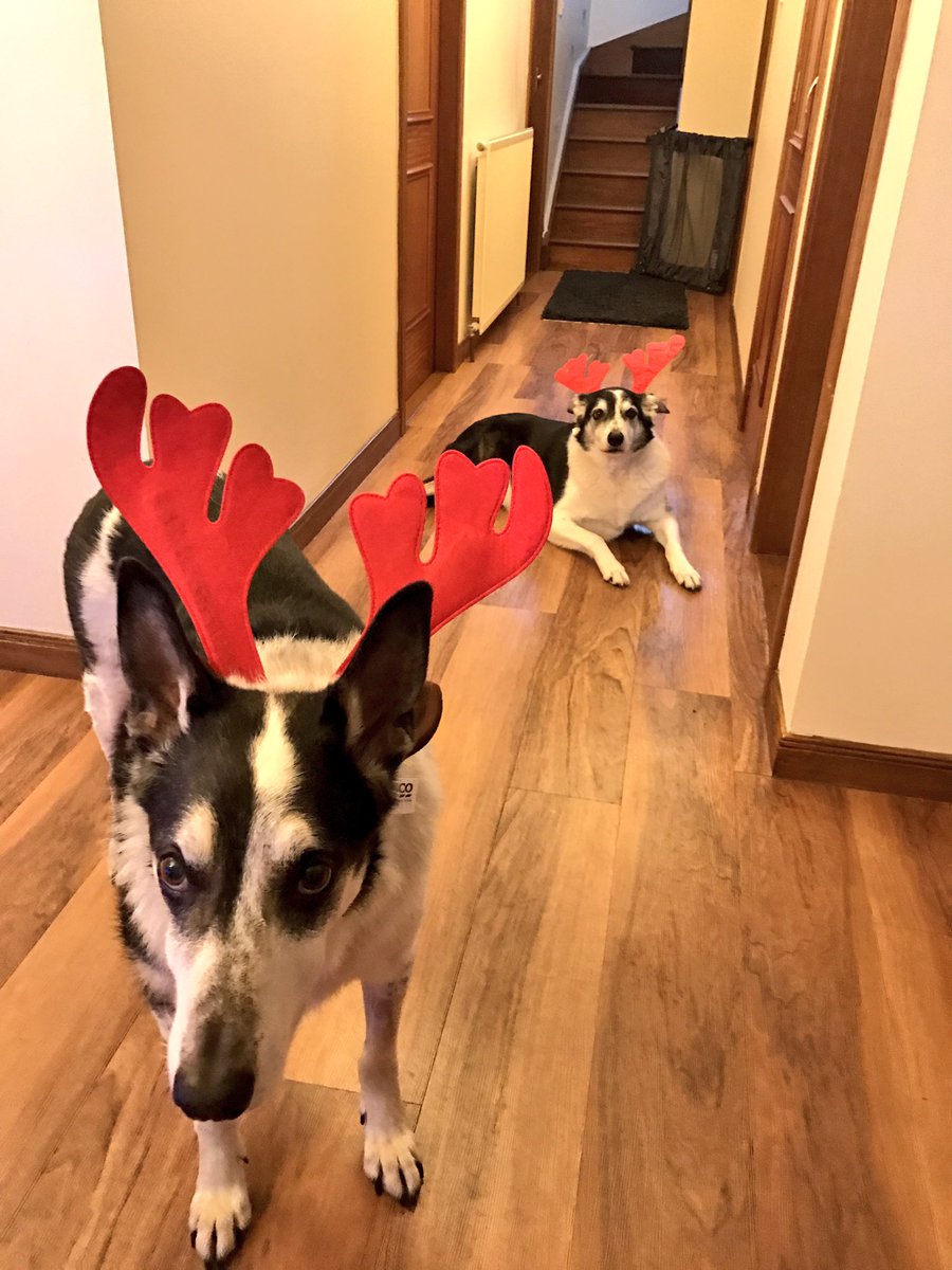 scoobyandpaddy's tweet photo. Merry Christmas x https://t.co/rXBV2TyssA