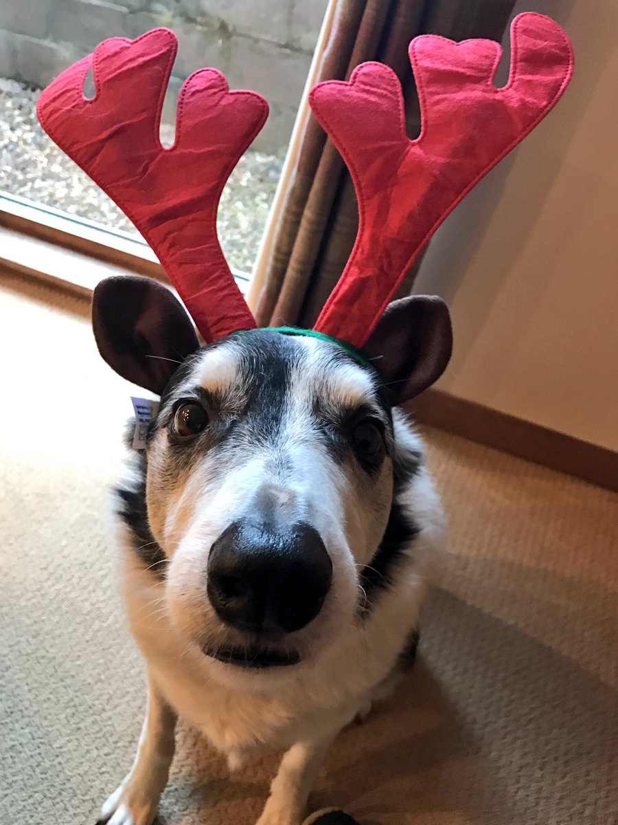 scoobyandpaddy's tweet photo. Paddy the Christmas helper! https://t.co/IvH1OZfJrw