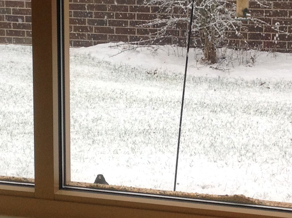 The birds appreciate food in the snow #feederwatch <a href="/PveElem/">Pleasant View Elem</a>