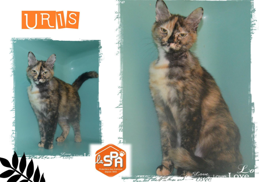 Adoptez_Moi's tweet photo. [50] Je suis Uris ! Je suis une chatte de type croisé / autre (europeen) .
Plus d'infos : https://t.co/D78zL3H4j9 https://t.co/MtKjKeh6HD
