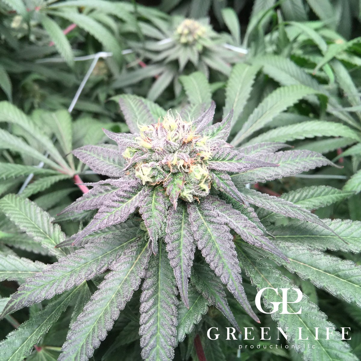 GLPNV's tweet photo. Our #5thcycle #notill #livingorganicsoil grown #lavender is showing her purple early well before she fades. #Glp #greenlifeproductions https://t.co/j69L3JJKMs