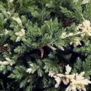 ShootGardening's tweet photo. #Juniperus chinensis 'Expansa Variegata' https://t.co/784BsOts3R #Evergreen #Variagated #Garden #Plant https://t.co/DPO3wD4QCM