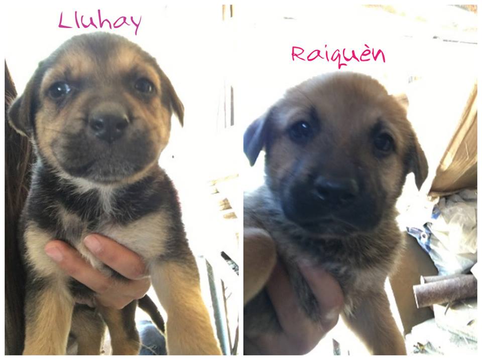 Ayudemos a encontrar un hogar a estas hermanitas, más info <a href="/AmorSalchicha/">Amor Salchicha</a> <a href="/kattykowaleczko/">Katty Kowaleczko</a> <a href="/rubionatural/">Martin Carcamo</a> <a href="/lindorfovet/">Sebastián Jiménez E.</a> <a href="/KarendTV/">Karen Doggenweiler L</a> <a href="/FundJulieta/">Fundación Julieta</a>