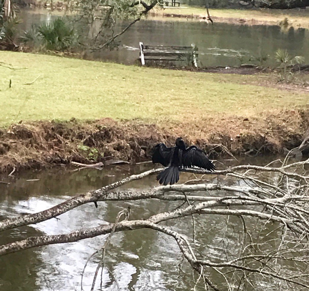 NOLA_Sphere's tweet photo. Poor baby, looks like he is waiting for sunshine. #nolasphere #outstretchedwings #warmingup https://t.co/XxSQ7h2lga