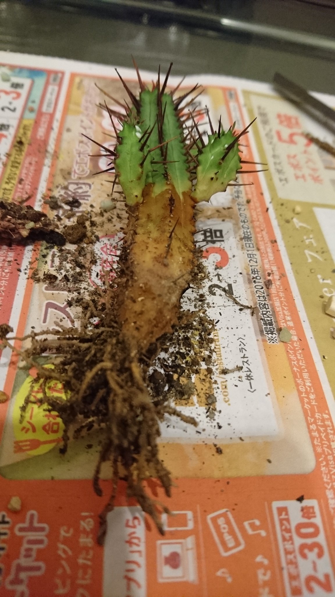 カテキンワークス Ar Twitter うわああああ 大事にしてたサボテンがよく見たら根腐れしてる サボテンって結構デリケートらしい こんなになってるのに気づけずごめんね 埋もれてる部分は見えず 対処法が載ってるけど まだ救えるのか いや やるしかない