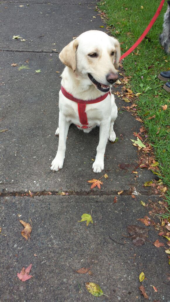 ¿Quieres adoptar a Toribio?, más información en
goo.gl/RMKXQf <a href="/AmorSalchicha/">Amor Salchicha</a> <a href="/Ivette_Vergara/">Ivette Vergara</a> <a href="/kattykowaleczko/">Katty Kowaleczko</a>  <a href="/KarendTV/">Karen Doggenweiler L</a>