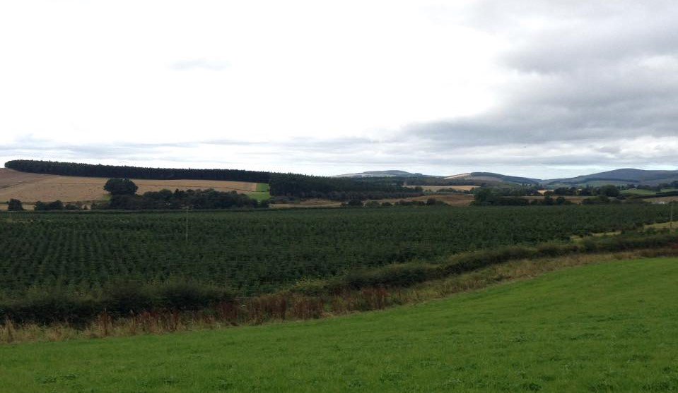 Davidson & Robertson tweet media