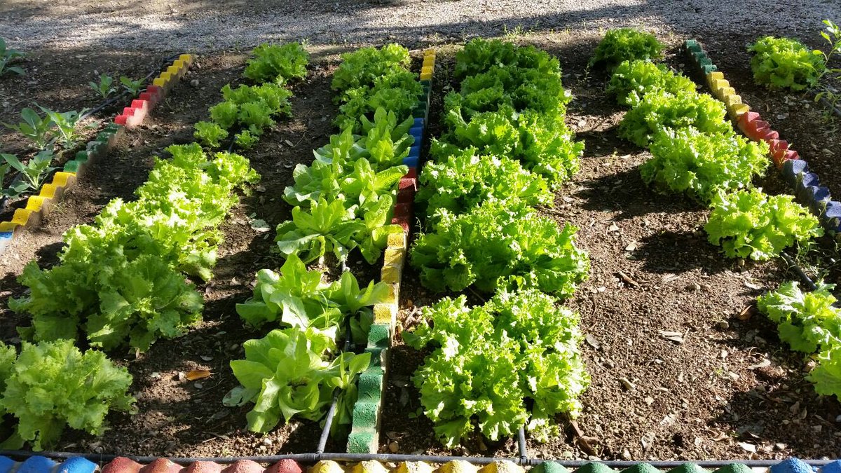 coleinfanta's tweet photo. Huerto Escolar para comérselo. https://t.co/Q6EaUhwIKC