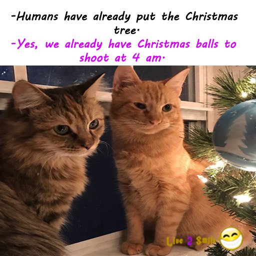Live2_Smile's tweet photo. They cats are bad...

#fun #funny #happy #smile #best #trend #christmas #pic #photo #picoftheday #photooftheday #fat #cat #animal #animals https://t.co/LsyessoIHX