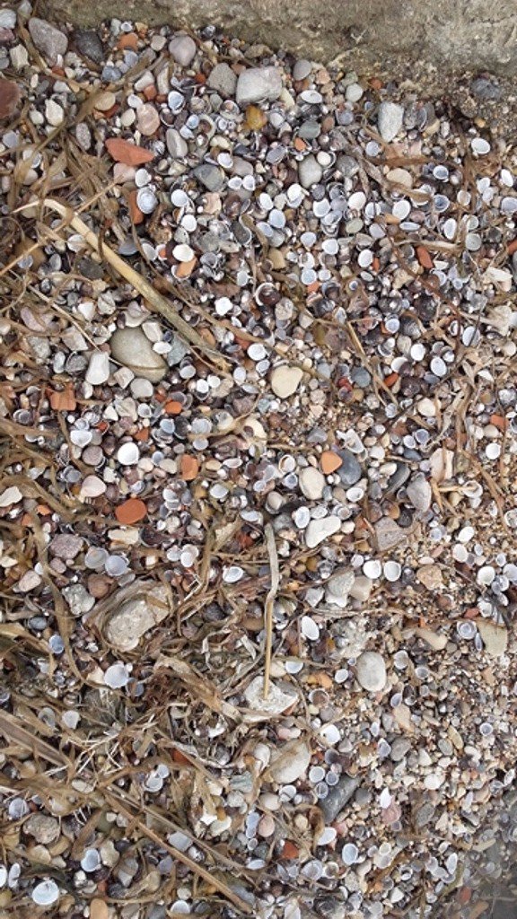 intcatch's tweet image. Checking our project sites! Sampling carried out at Villa Bagatta shore of Lake Garda