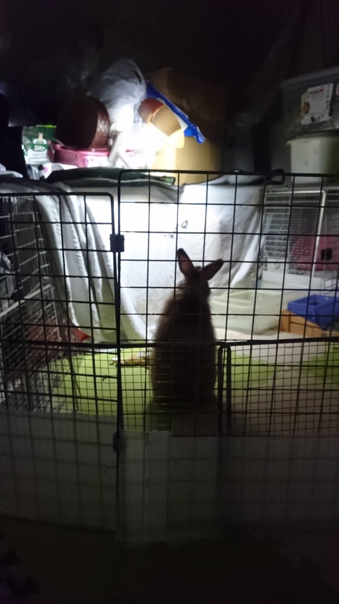 鈴たん 闇夜に浮かぶうさぎ様 うさぎ様は 飛び跳ねる パズーくん 走るの大好き