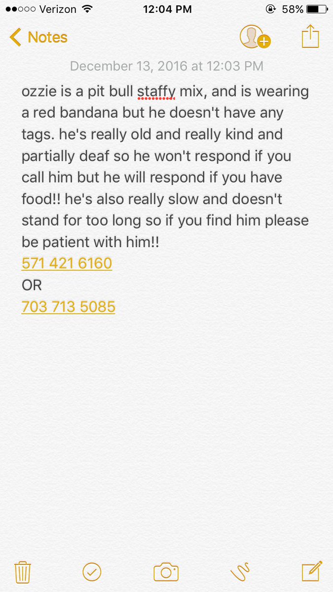 hey everyone please keep an eye out for my pup ozzie! he's v sweet and harmless and please contact either number if u hear anything!!!!!!