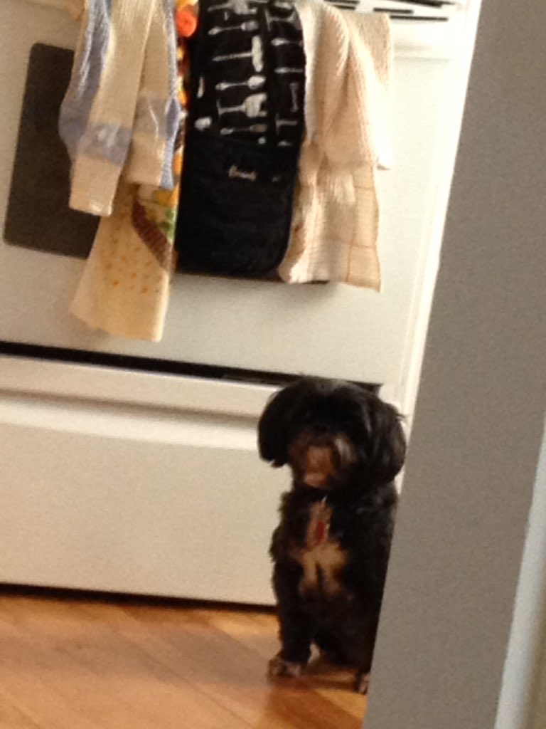merrill_k's tweet image. The only one in the house excited for all this snow is Sophie #energeticdog #waitingtogoout