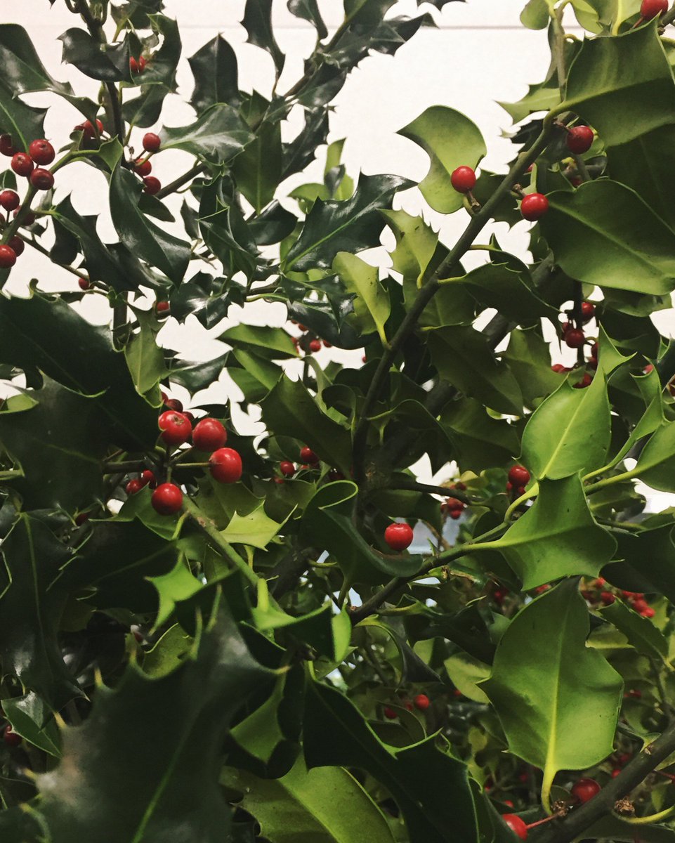 FrankAdamsWF's tweet photo. Holly jolly is right. 

#holly #portlandflowermarket #floral #thefloristsflorist #frankadamswf #frankadams https://t.co/gVjNH2arvG