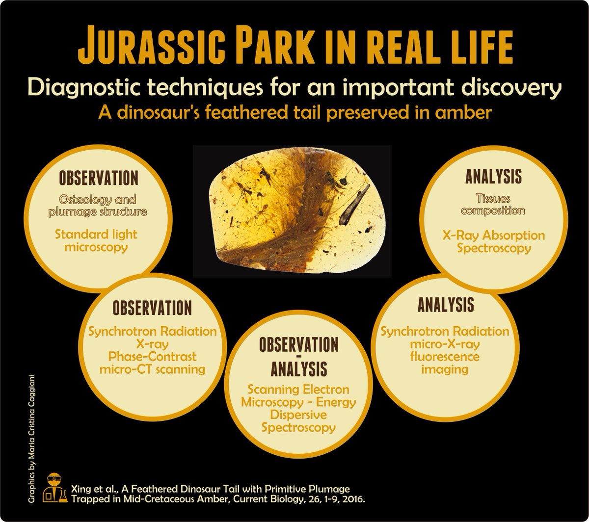 archeobaleni's tweet image. archeobaleni.blogspot.it/2016/12/jurass…
#diagnostictechniques for #dinosaur #dinosaurfeather #infographics #archeobaleni