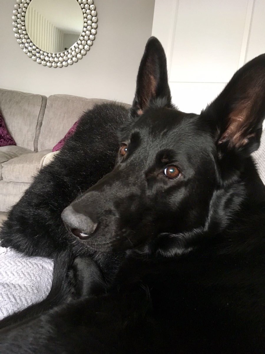 radarPDP's tweet photo. Time flys, Radar has been living as a pet now for a year. It was sad he didn't make it as a police dog but he has the best pet life ever now https://t.co/STl64iBiW0