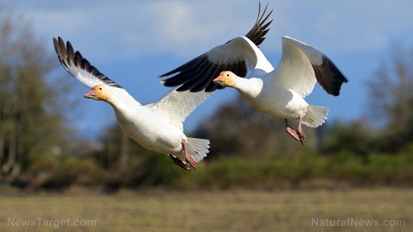HealthRanger's tweet photo. Montana: Several thousand snow geese die after landing in #toxic, acidic water https://t.co/hEsjYUbu7O  #animals #environment #nature https://t.co/Vt9677sp0P